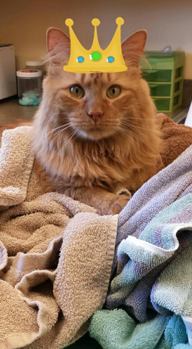 Southbay Animal Hospital 12