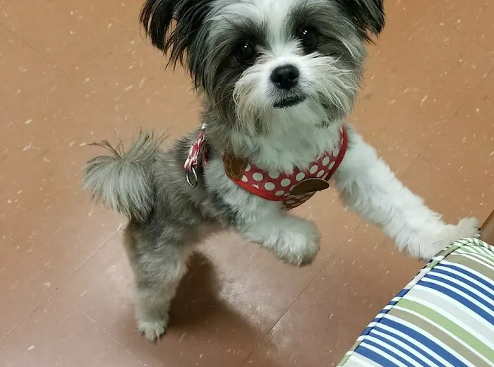 Southbay Animal Hospital 12