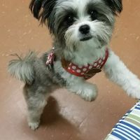 Southbay Animal Hospital ico