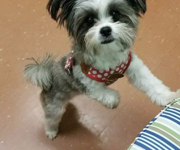 Southbay Animal Hospital