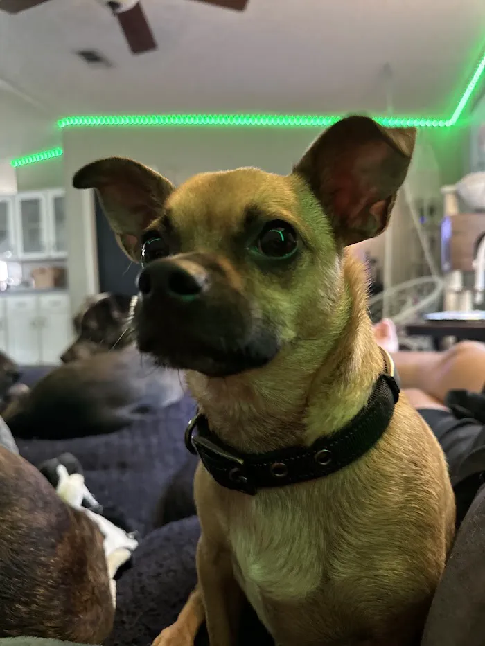 Timberlane Pet Hospital & Resort 4
