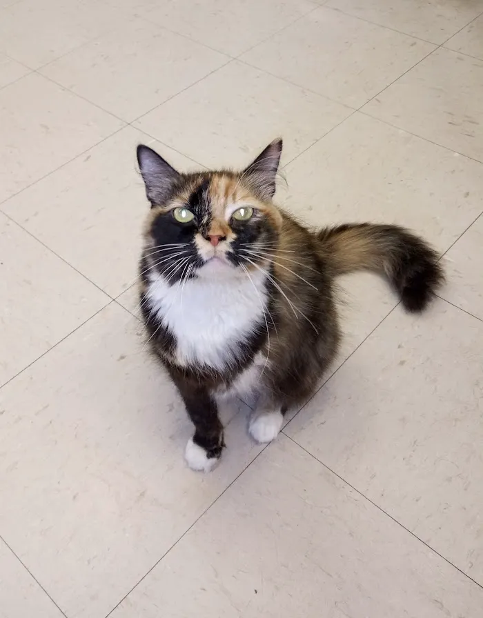 Timberlane Pet Hospital & Resort 3