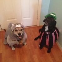 Timberlane Pet Hospital & Resort ico