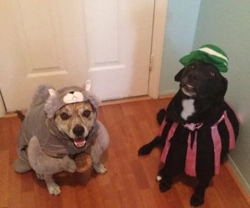 Timberlane Pet Hospital & Resort