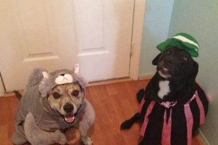 Timberlane Pet Hospital & Resort