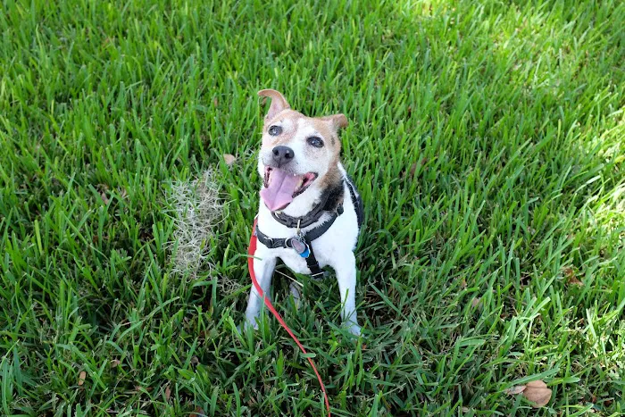 Timberlane Pet Hospital & Resort 6