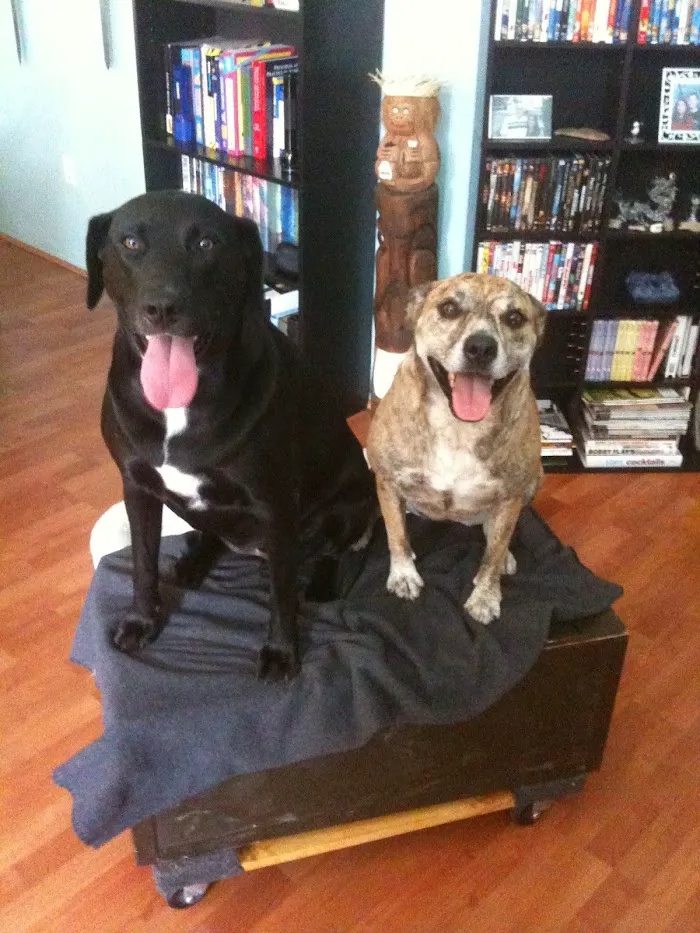 Timberlane Pet Hospital & Resort 8