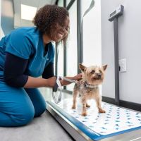 Livewell Animal Hospital of Riverview ico