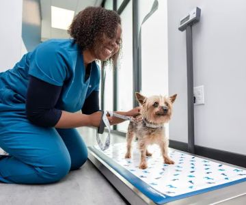 Livewell Animal Hospital of Riverview