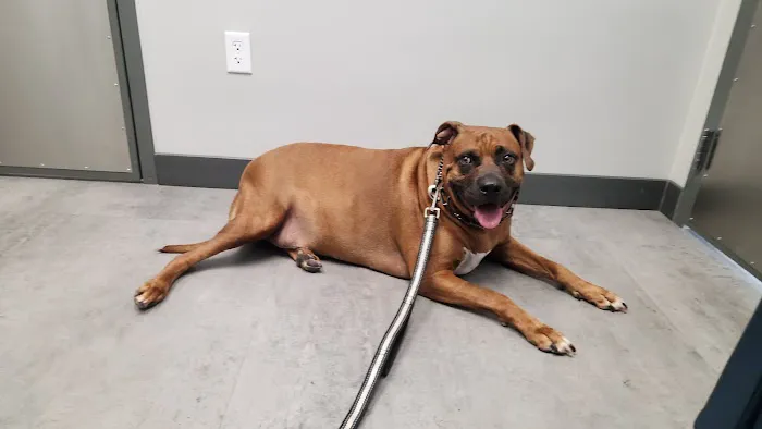 Livewell Animal Hospital of Riverview 3