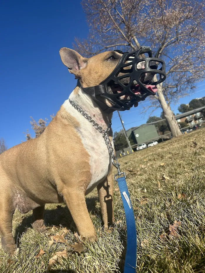 Downtown Animal Care Center 6