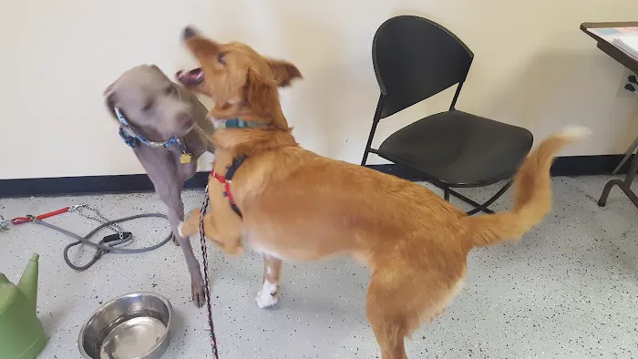 Downtown Animal Care Center 3