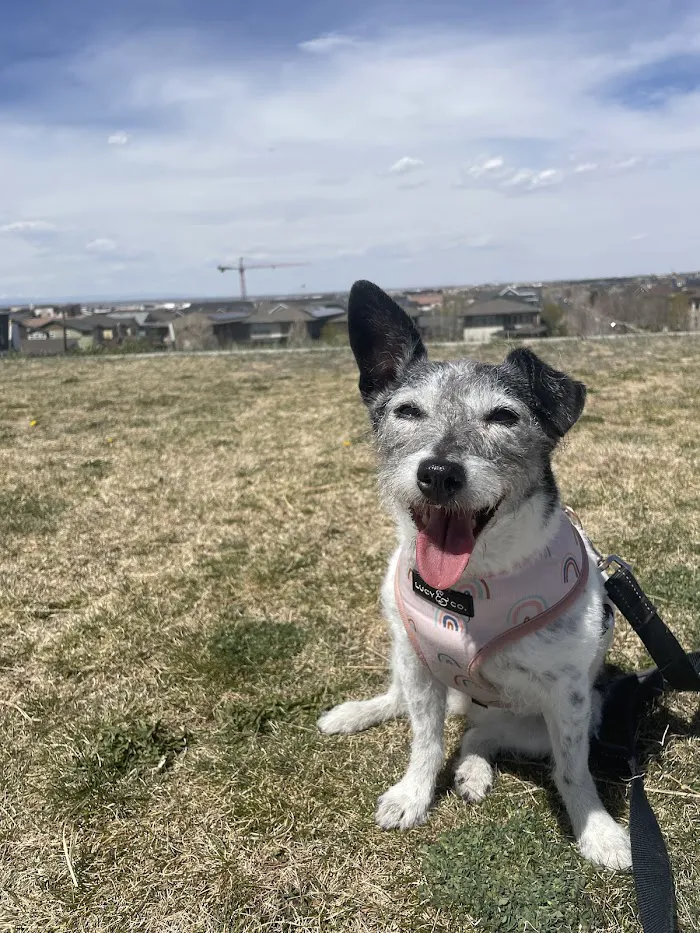 Downtown Animal Care Center 8