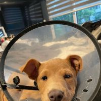 Downtown Animal Care Center ico