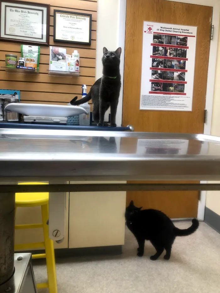Wadsworth Animal Hospital 12