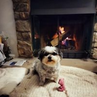Wadsworth Animal Hospital ico