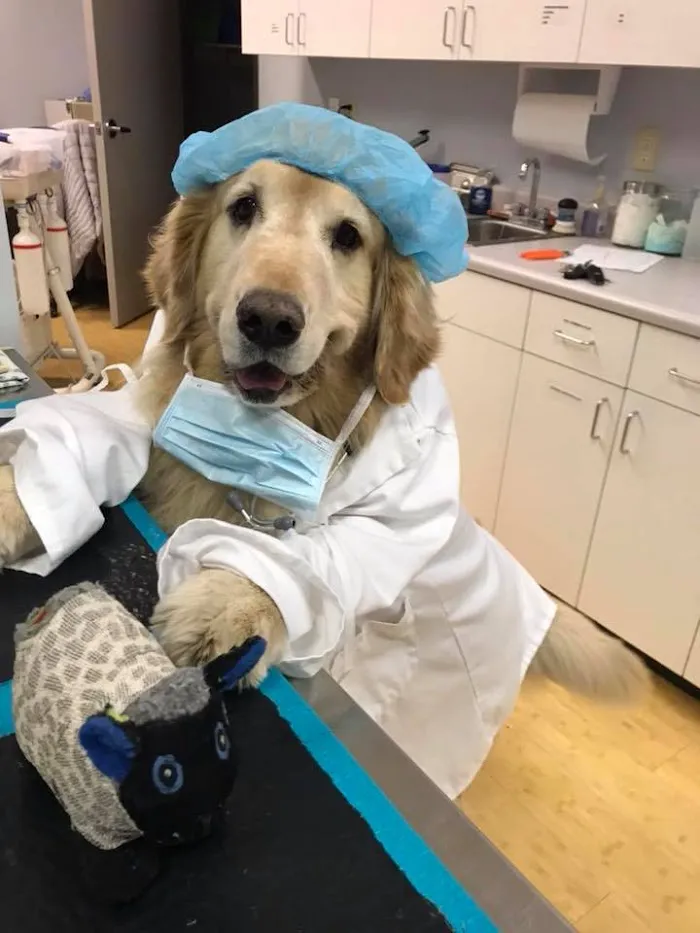 Fox Hollow Animal Hospital 12