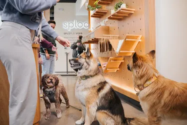 Sploot Veterinary Care - LoDo 12