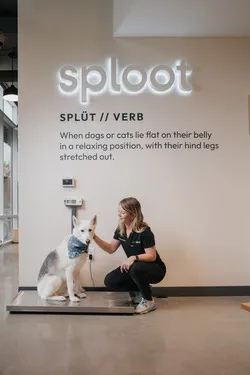 Sploot Veterinary Care - LoDo 12