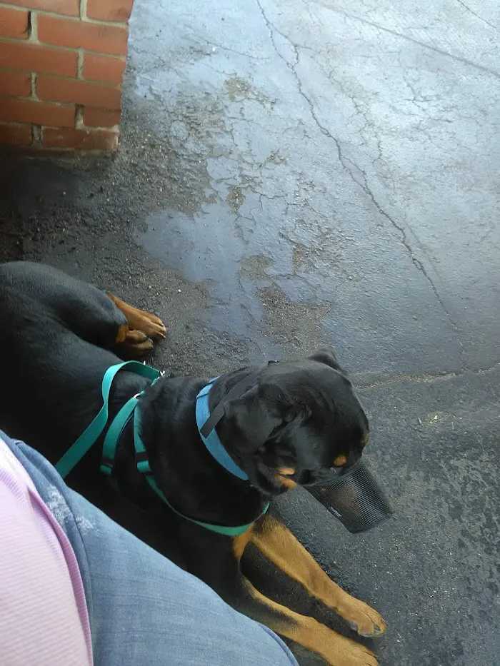 Western Animal Clinic 12