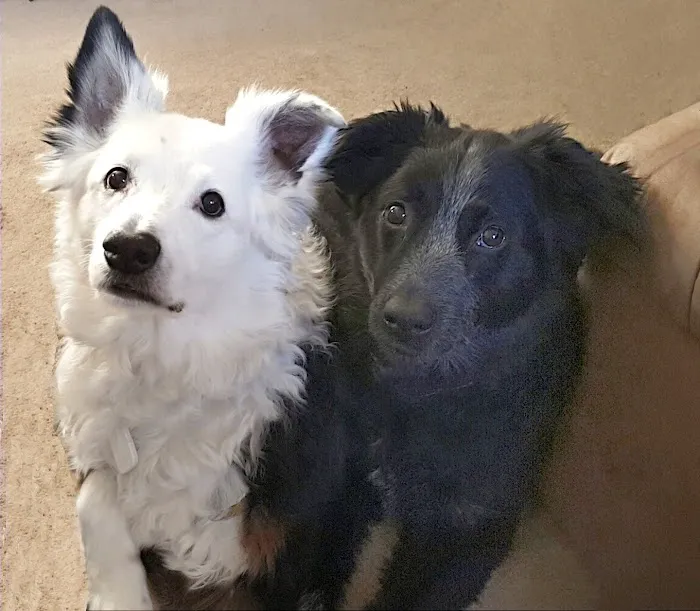Western Animal Clinic 12
