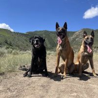 Western Animal Clinic ico