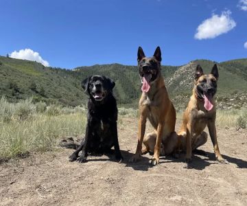 Western Animal Clinic