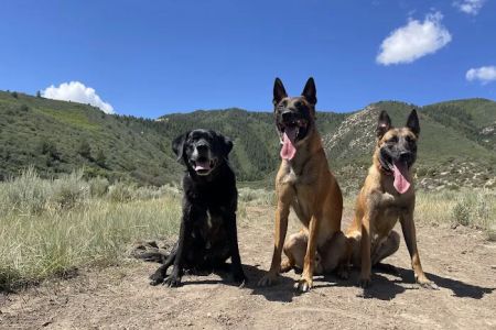 Western Animal Clinic