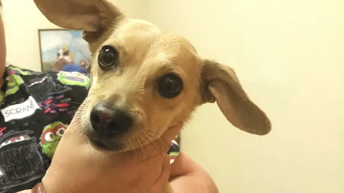 Valley Veterinary Hospital 12