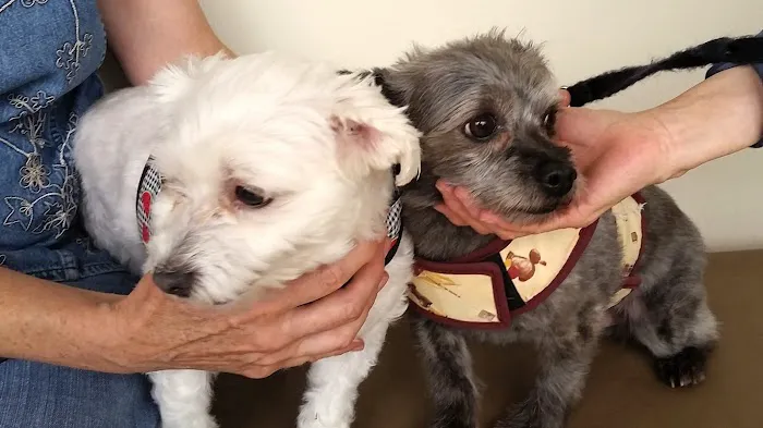 Valley Veterinary Hospital 12