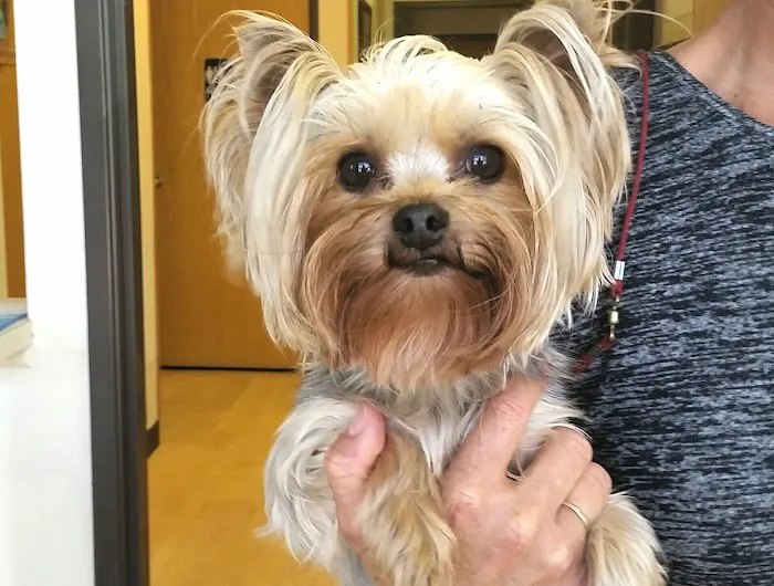Valley Veterinary Hospital 12