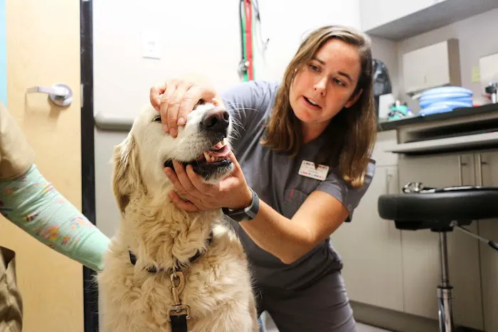 5280 Veterinary Care 12
