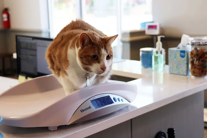 5280 Veterinary Care 12
