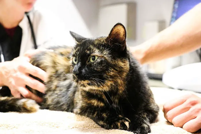 5280 Veterinary Care 12