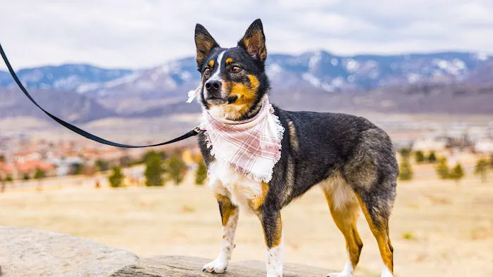 VCA Animal Hospitals Urgent Care - Wheat Ridge 12