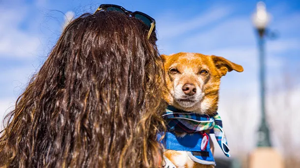 VCA Animal Hospitals Urgent Care - Wheat Ridge 12