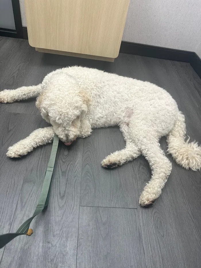 VCA Animal Hospitals Urgent Care - Wheat Ridge 12