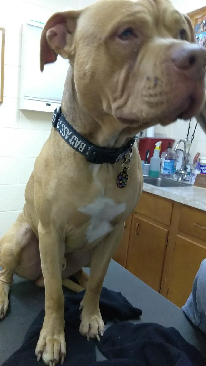 Stockton Pet Hospital 8