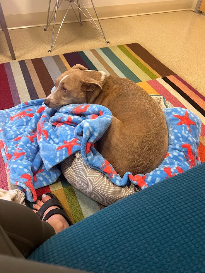 Urban Vet Care 4