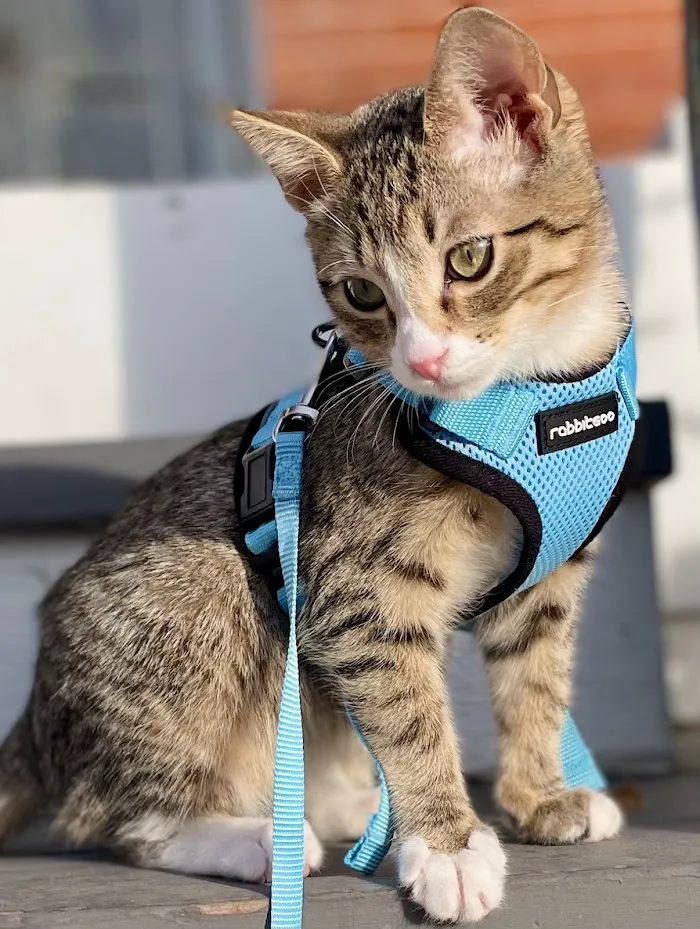 Urban Vet Care 10