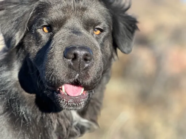 Mobile Small Animal Clinic 12