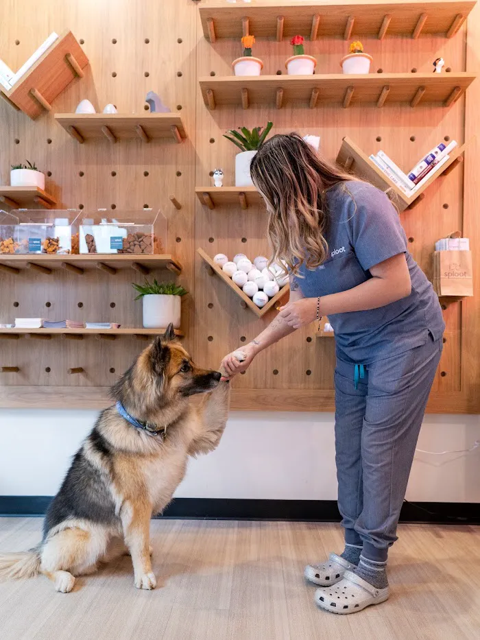 Sploot Veterinary Care - Highlands 12
