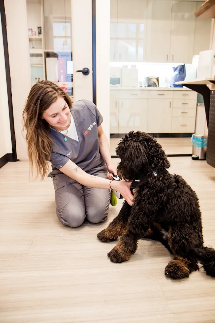 Sploot Veterinary Care - Highlands 12