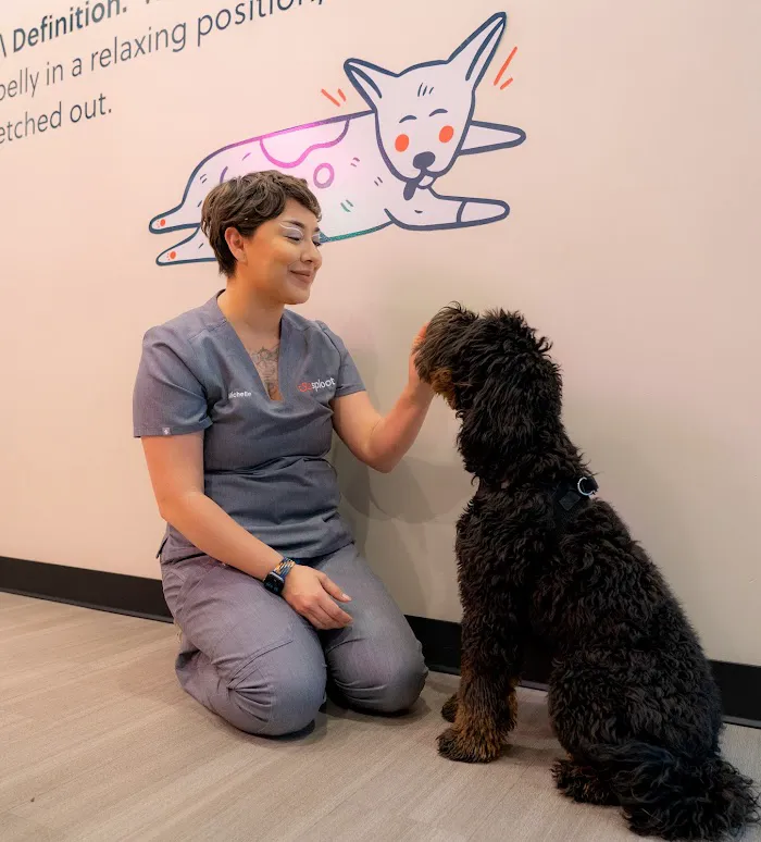 Sploot Veterinary Care - Highlands 12