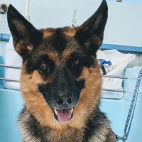 Golden Animal Hospital ico