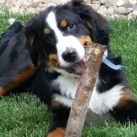 4 Paws Animal Clinic ico