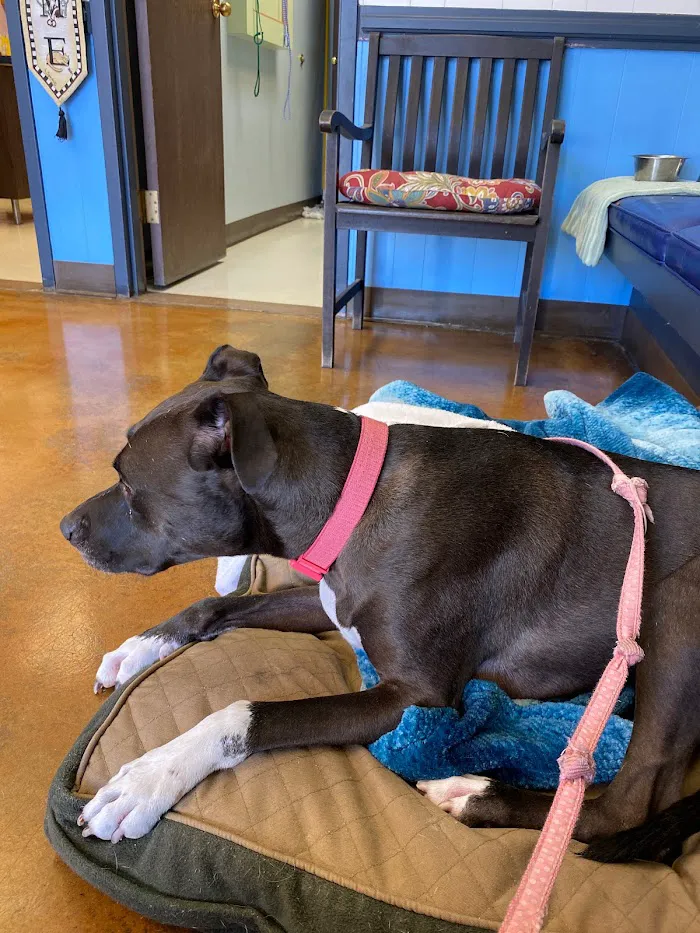 4 Paws Animal Clinic 4