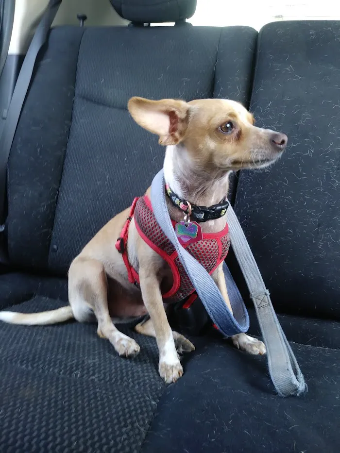 4 Paws Animal Clinic 8