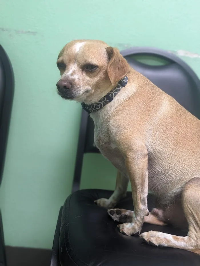 4 Paws Animal Clinic 10