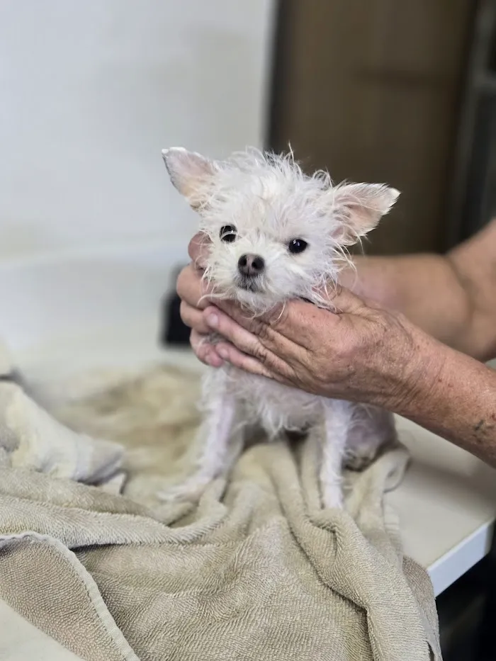 4 Paws Animal Clinic 7